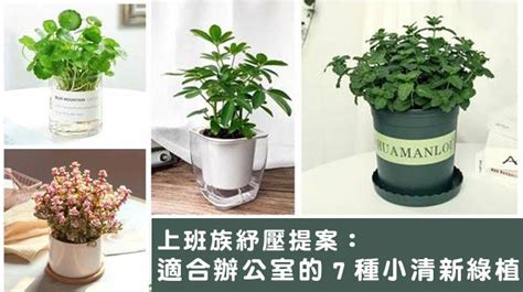 辦公桌植物推薦|辦公室好運植物推薦5款，好養又吸睛 